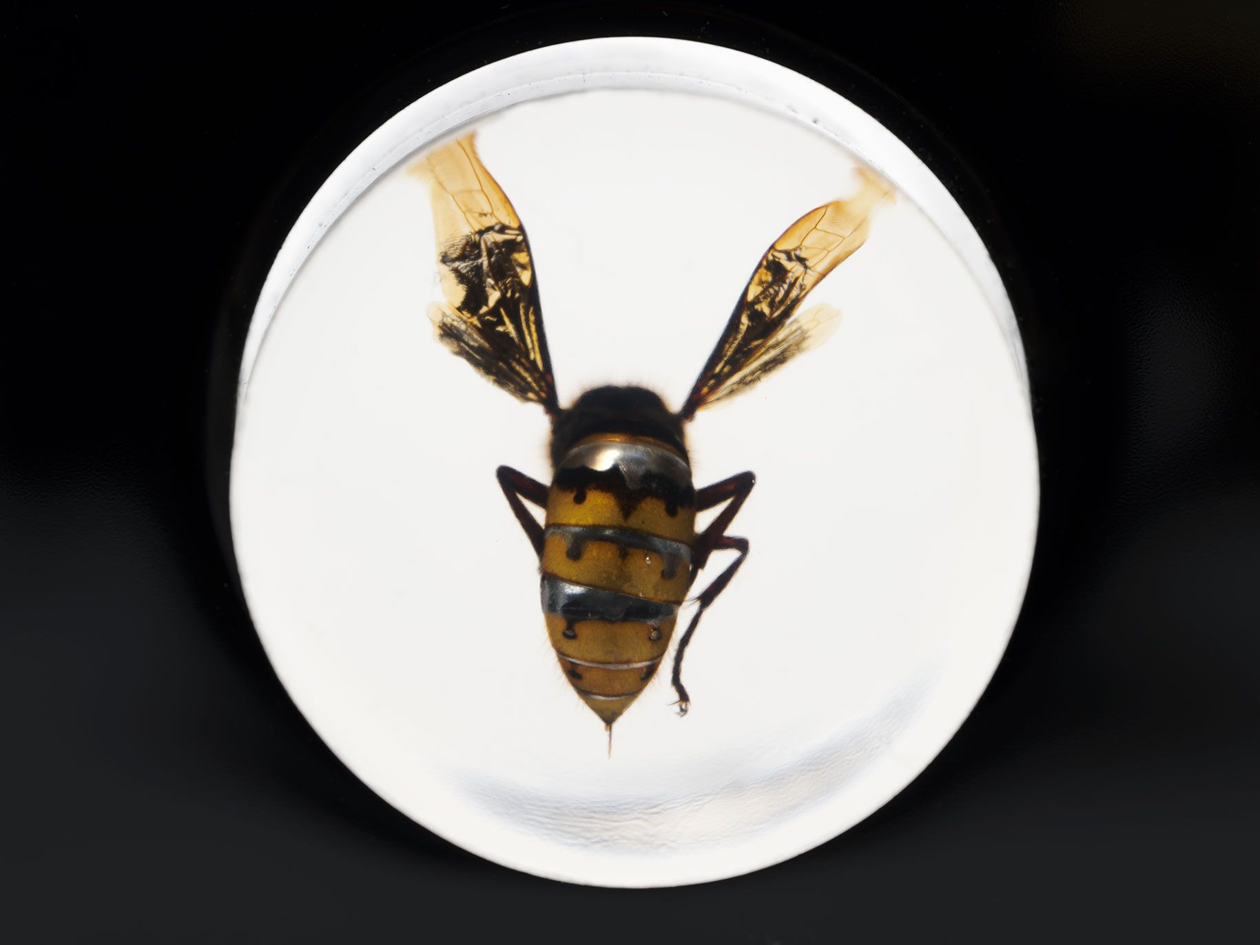 Picobello, Picobello